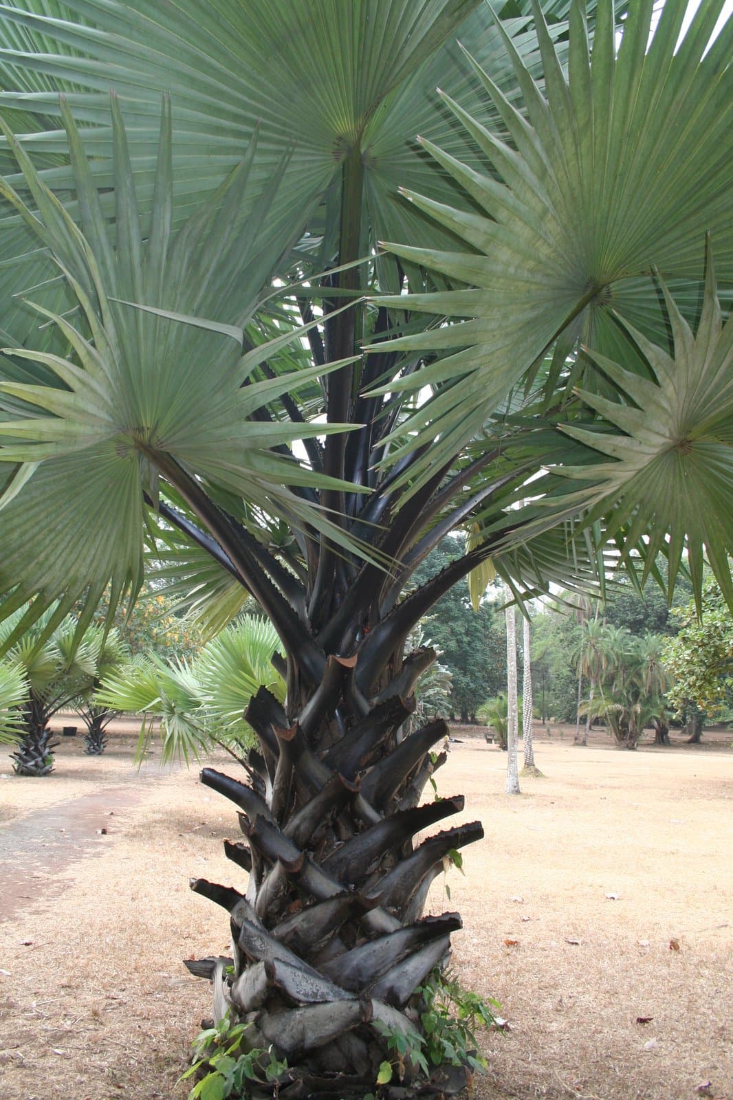 Borassus aethiopum Mart.