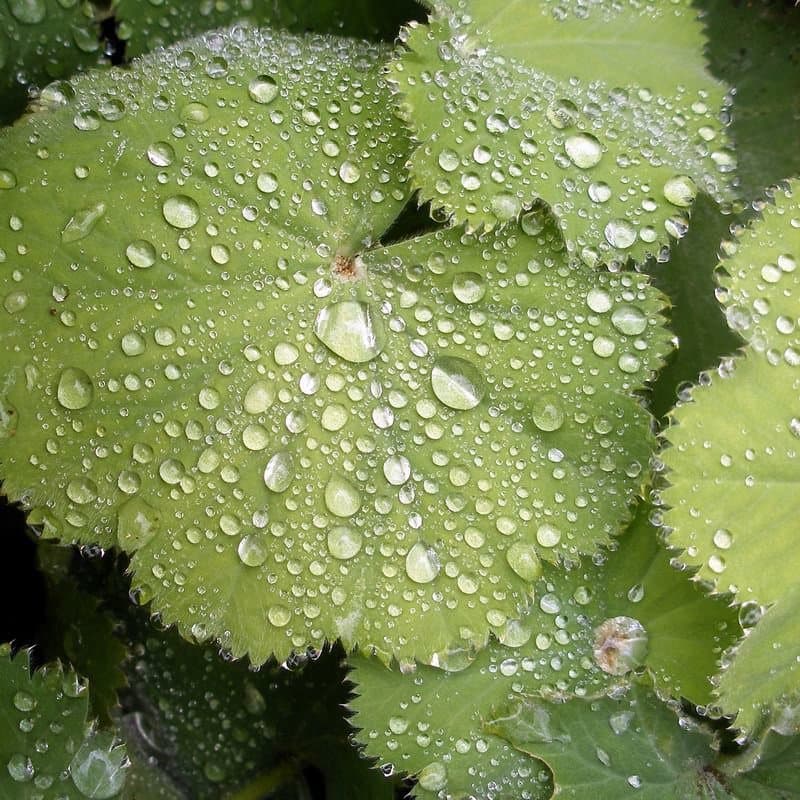 Alchemilla mollis (Buser) Rothm.