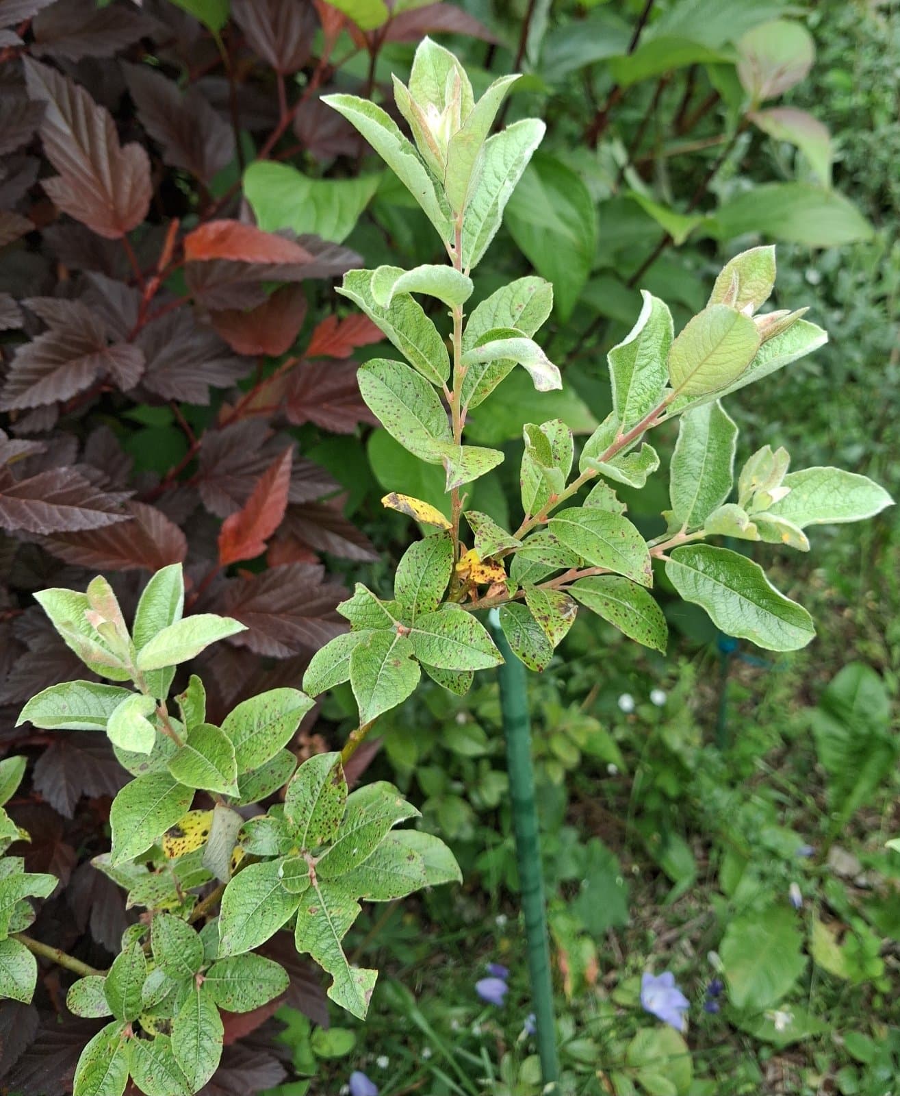 Salix ×ambigua Ehrh.