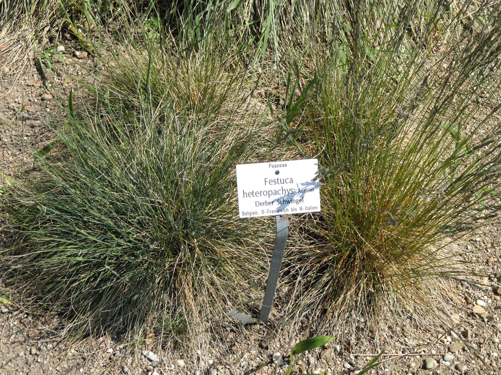 Festuca heteropachys (St.-Yves) Patzke ex Auquier