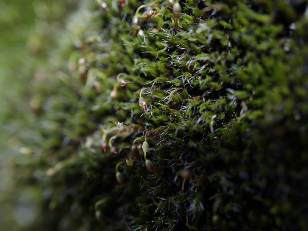 Grimmia muehlenbeckii Schimp.