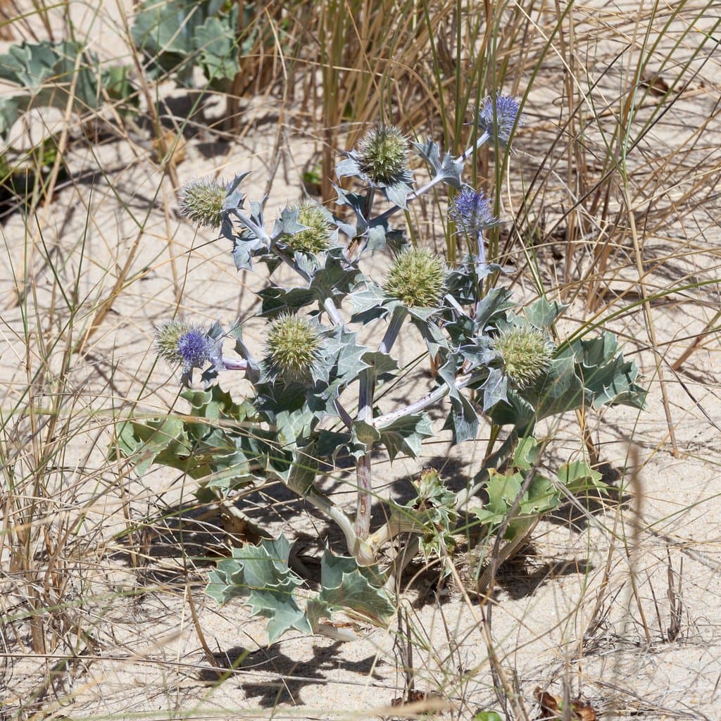 Eryngium maritimum L.