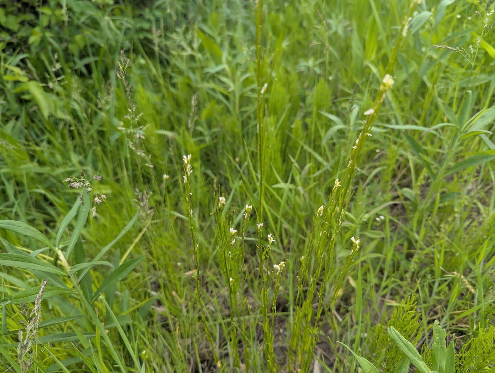 Arabis adpressipilis (M.Hopkins) Al-Shehbaz