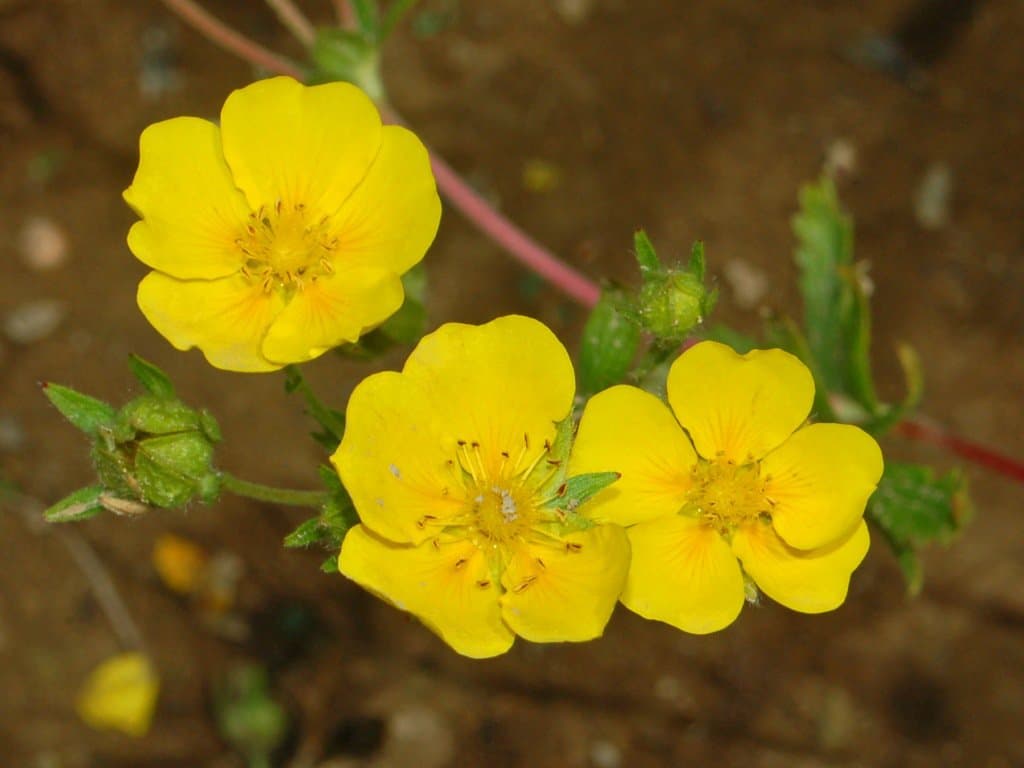 Potentilla delphinensis Gren. & Godr.