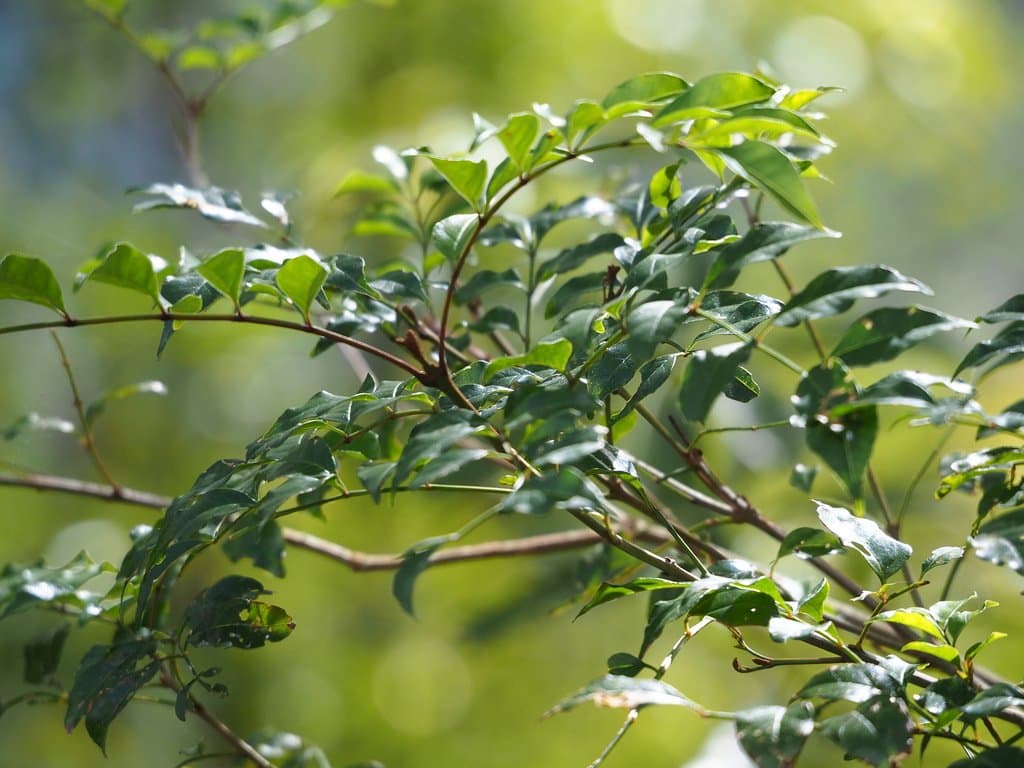 Fraxinus griffithii C.B.Clarke