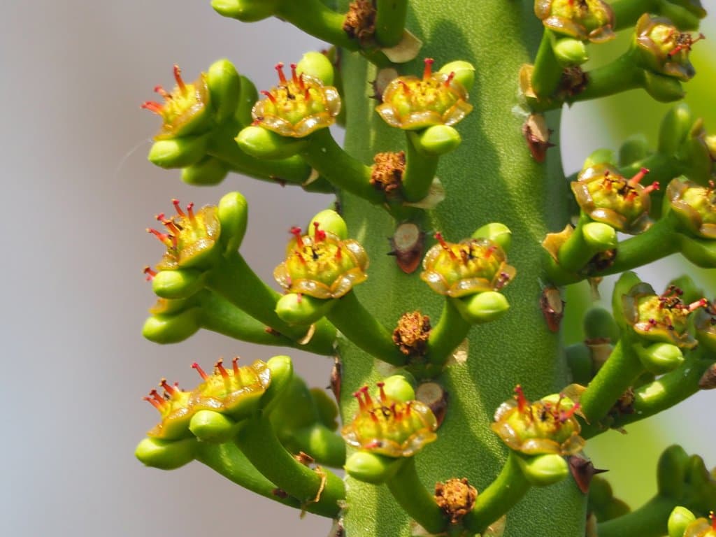 Euphorbia neriifolia L.