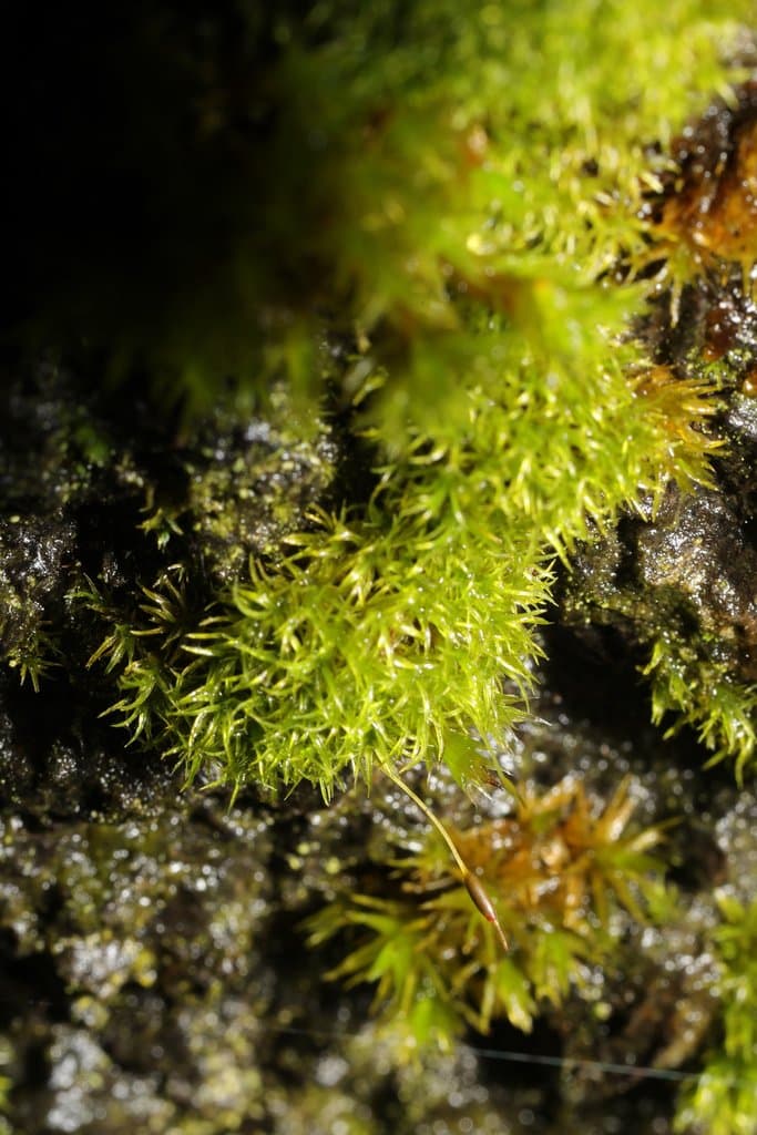 Bryoerythrophyllum recurvirostrum (Hedw.) P.C.Chen
