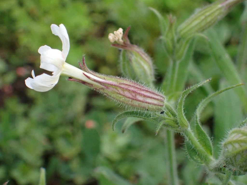 Silene noctiflora L.
