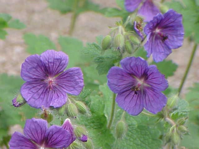 Geranium platypetalum Fisch. & C.A.Mey.