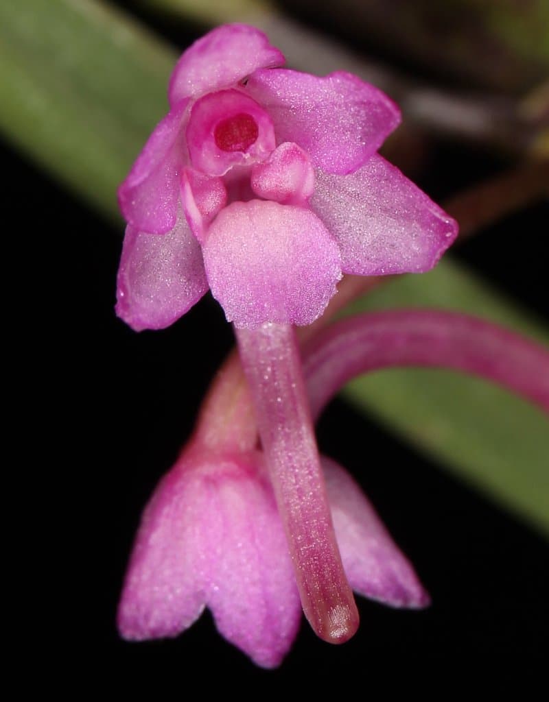 Holcoglossum himalaicum (Deb, Sengupta & Malick) Aver.