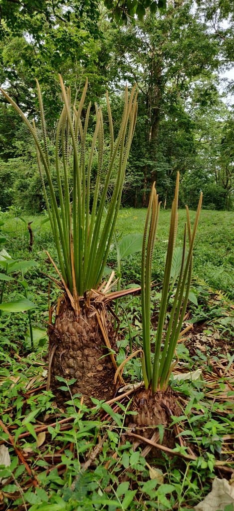 Cycas circinalis L.