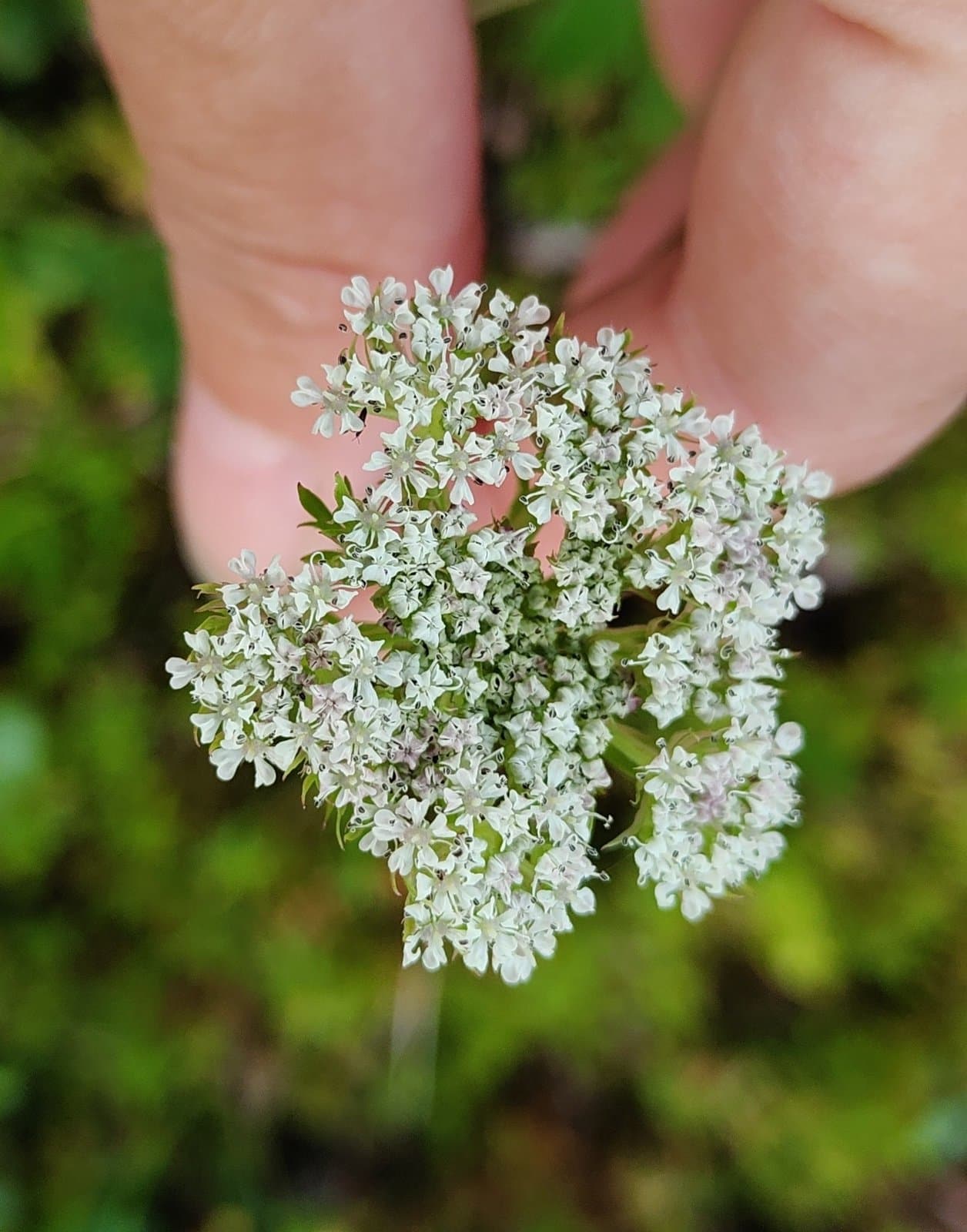 Pachypleurum mutellinoides (Crantz) Holub