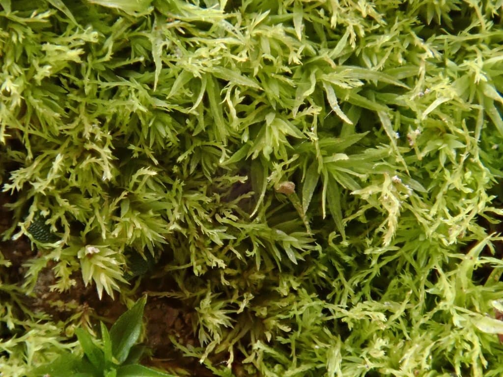 Pohlia lutescens (Limpr.) H.Lindb.