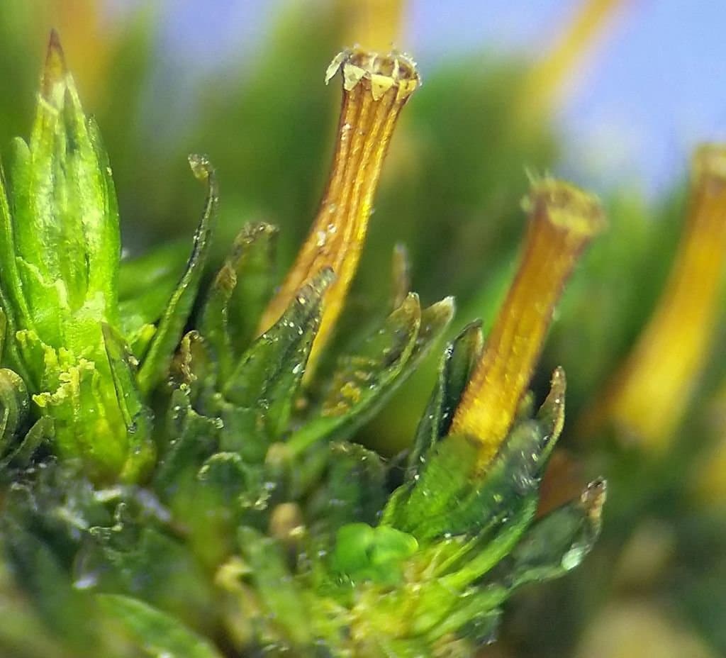 Orthotrichum tenellum Bruch ex Brid.