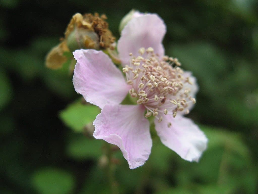 Rubus ulmifolius Schott