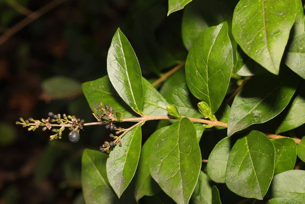 Ligustrum ovalifolium Hassk.