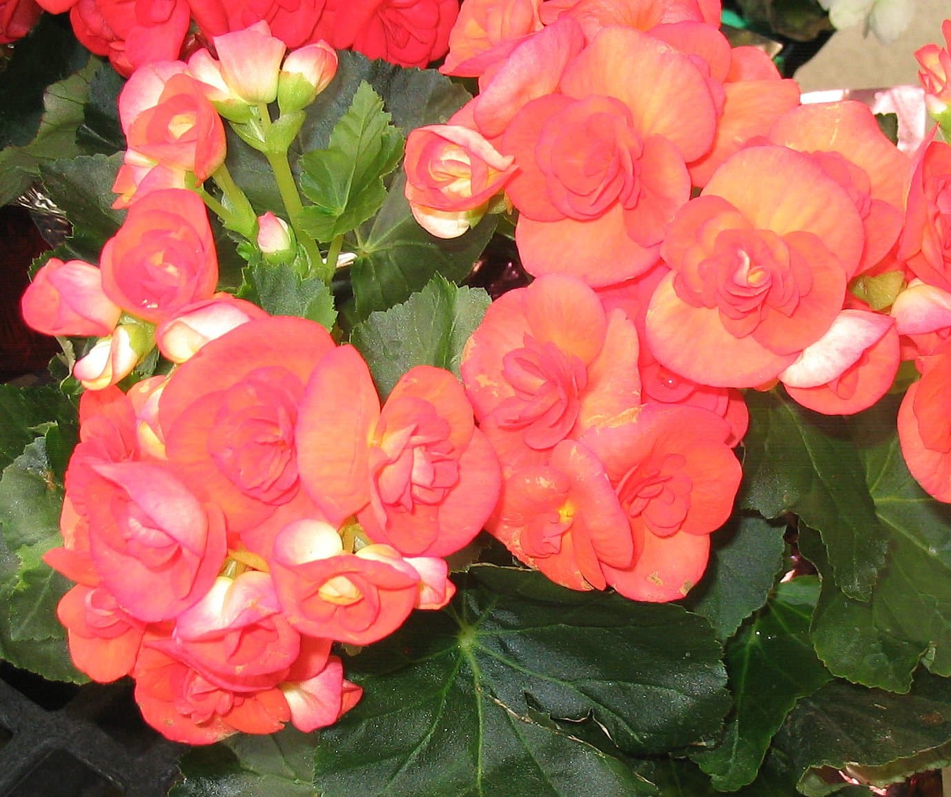 Begonia ×hiemalis Fotsch