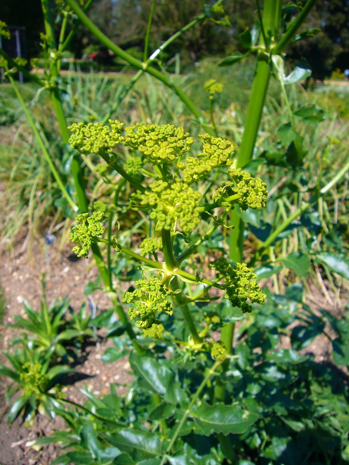 Opopanax chironium (L.) W.D.J.Koch