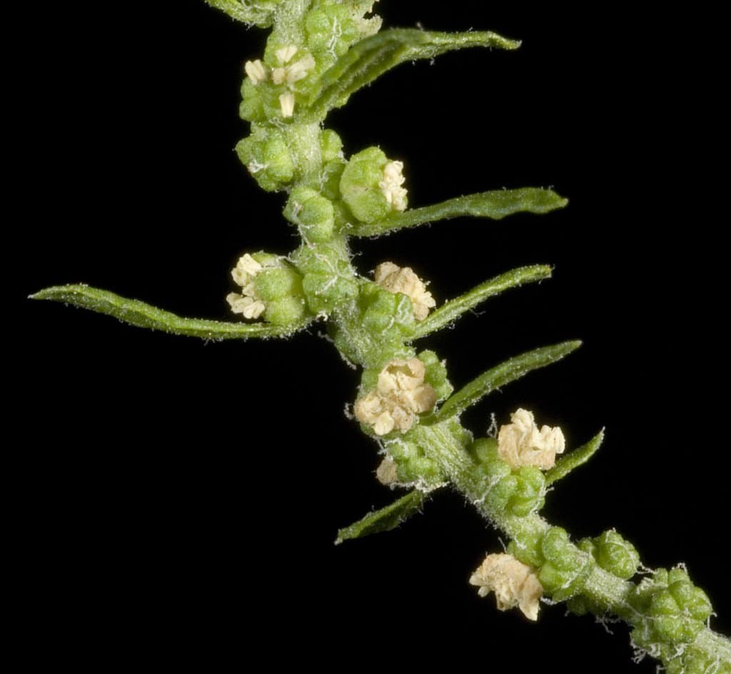 Dysphania ambrosioides (L.) Mosyakin & Clemants