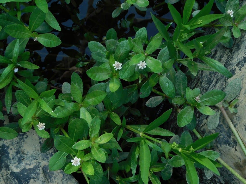Alternanthera philoxeroides (Mart.) Griseb.