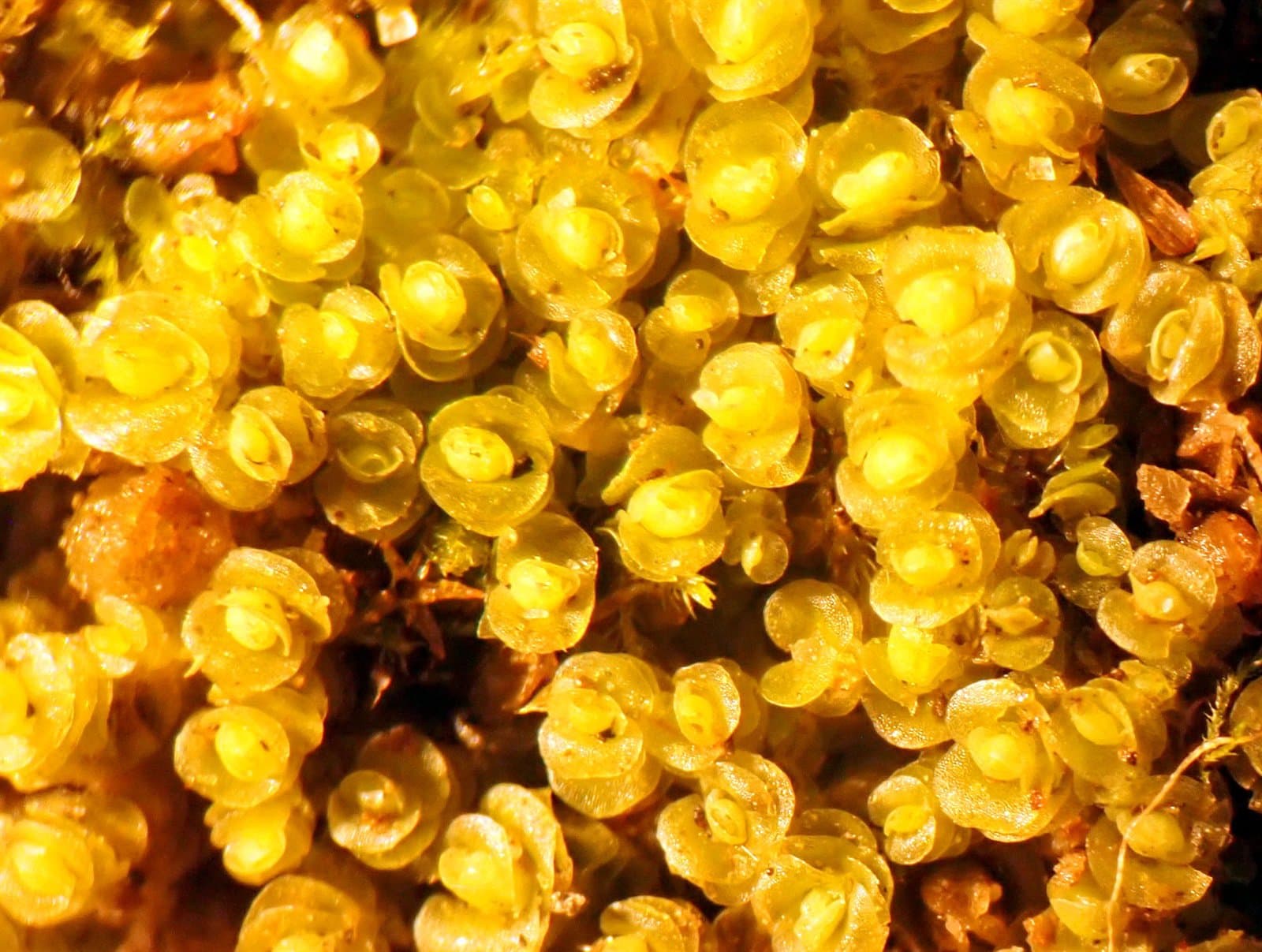 Solenostoma confertissimum (Nees) Schljakov