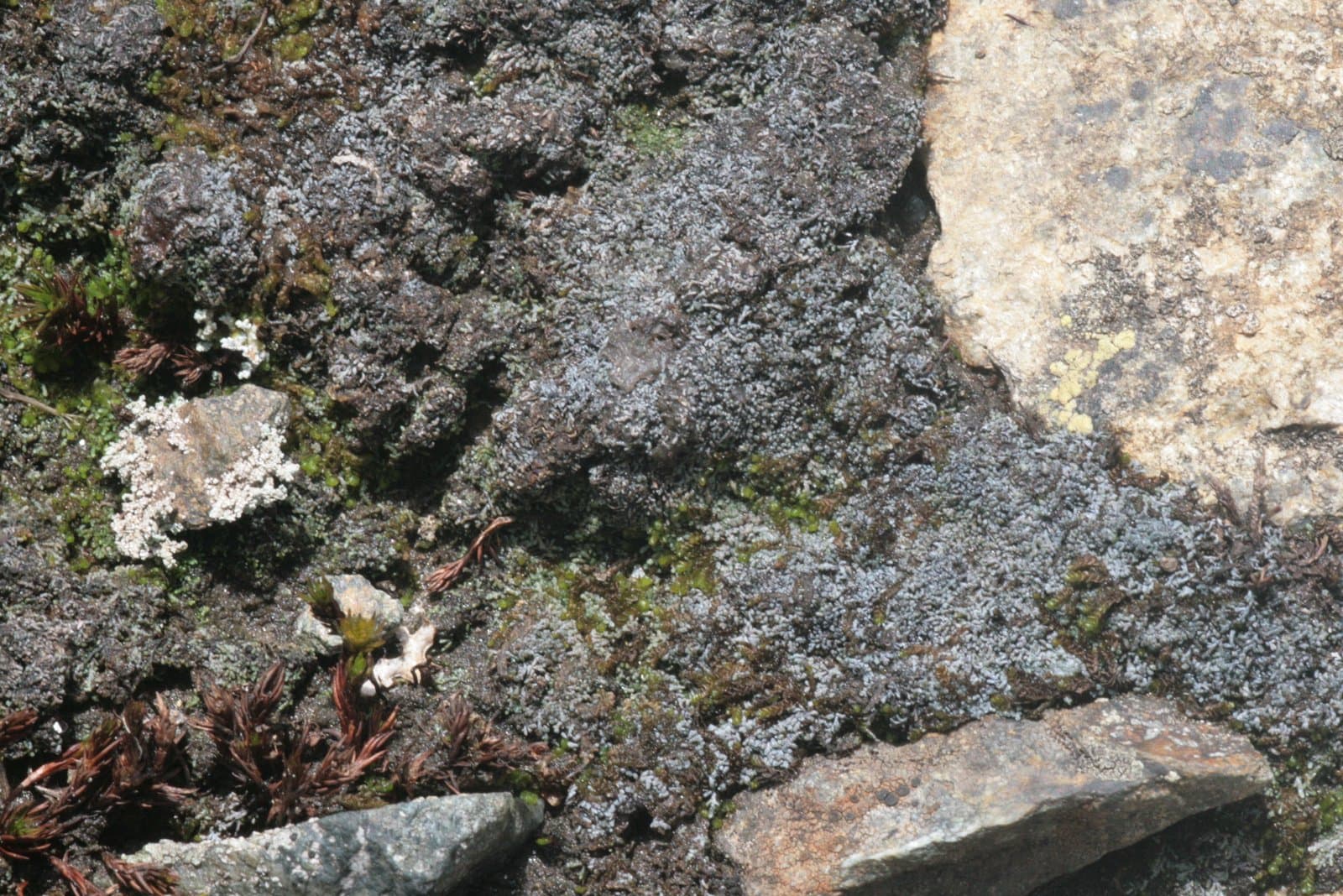Anthelia juratzkana (Limpr.) Trevis.