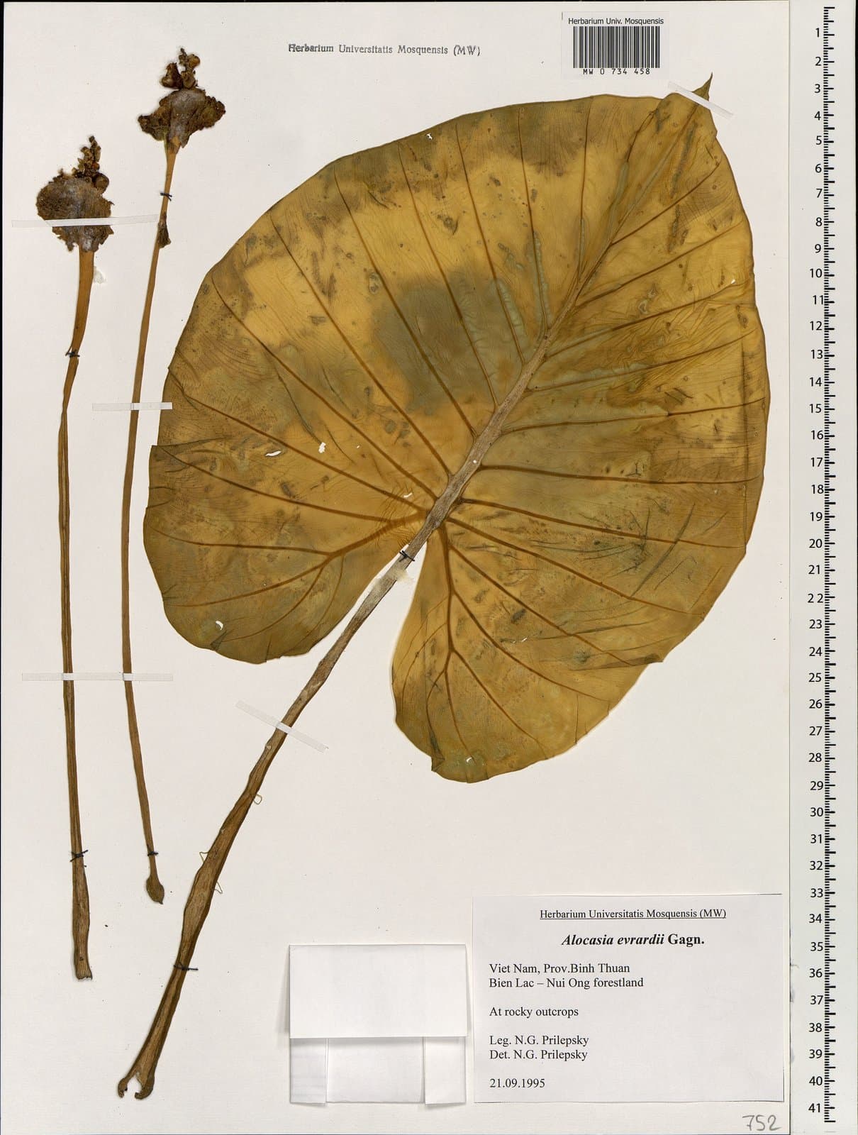 Alocasia evrardii Gagnep. ex V.D.Nguyen