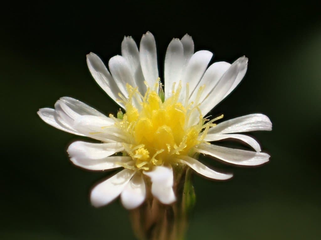 Symphyotrichum subulatum (Michx.) G.L.Nesom