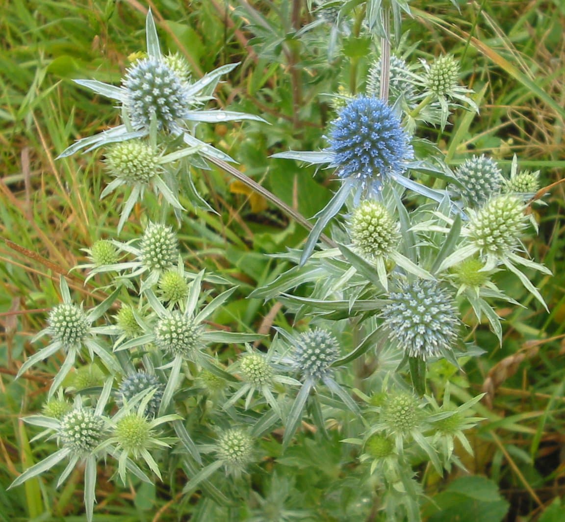 Eryngium planum L.