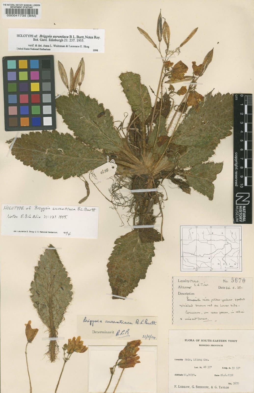 Oreocharis billburttii Mich.Möller & W.H.Chen