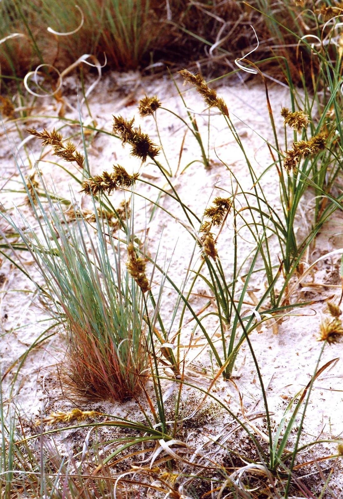 Carex arenaria L.