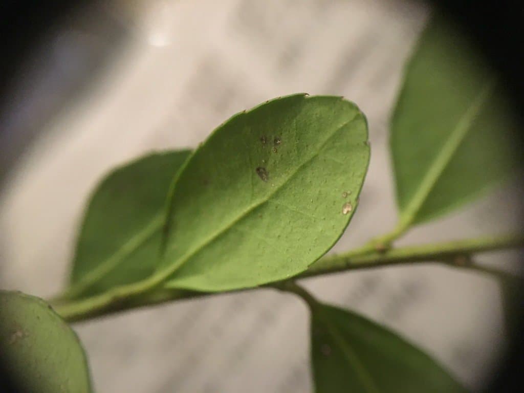 Ilex crenata Thunb.
