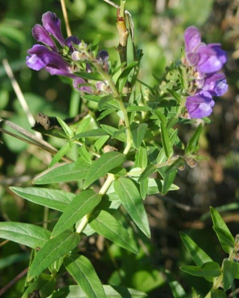 Scutellaria baicalensis Georgi