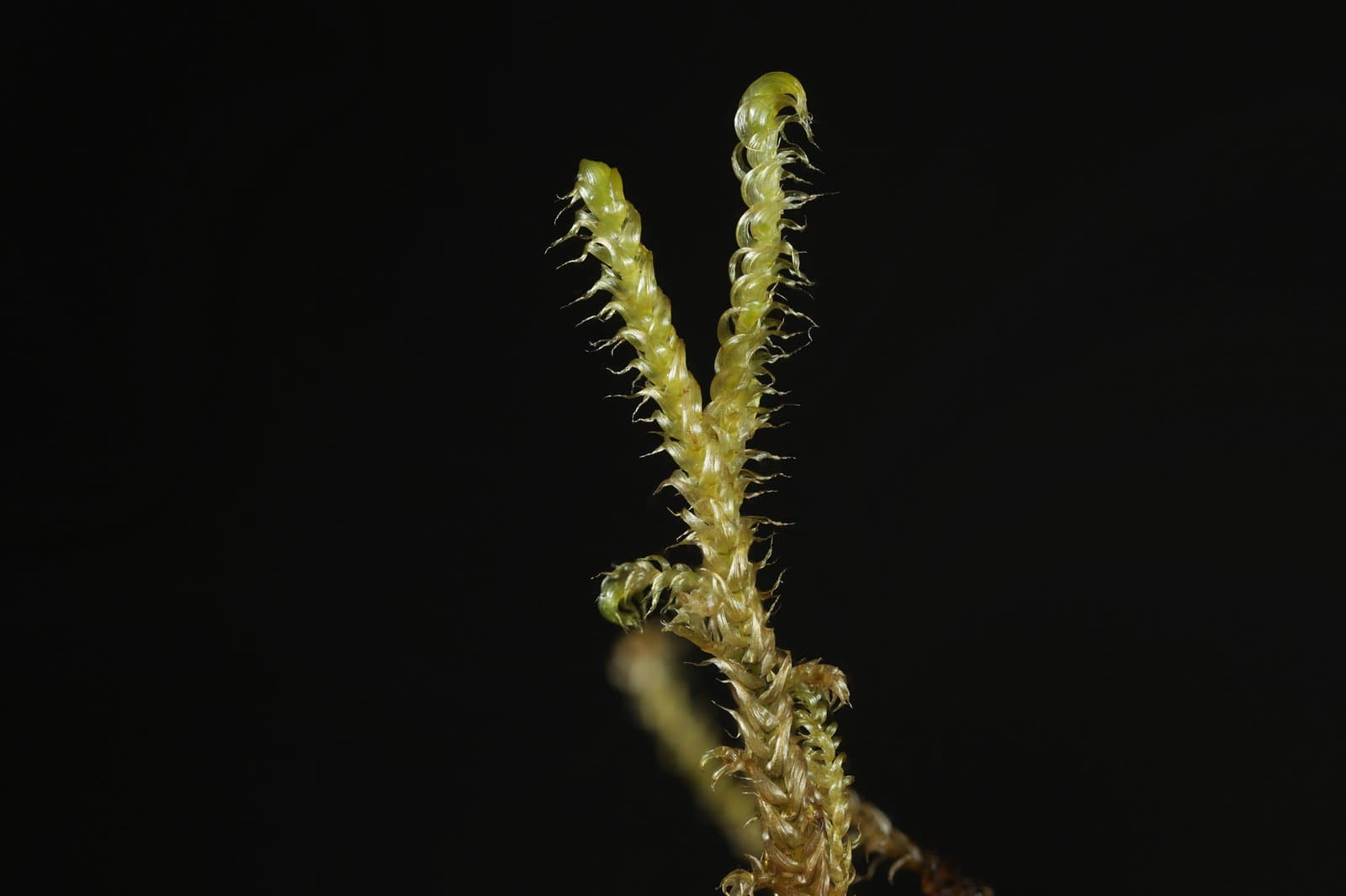 Drepanocladus sendtneri (Schimp. ex H.Müll.) Warnst.