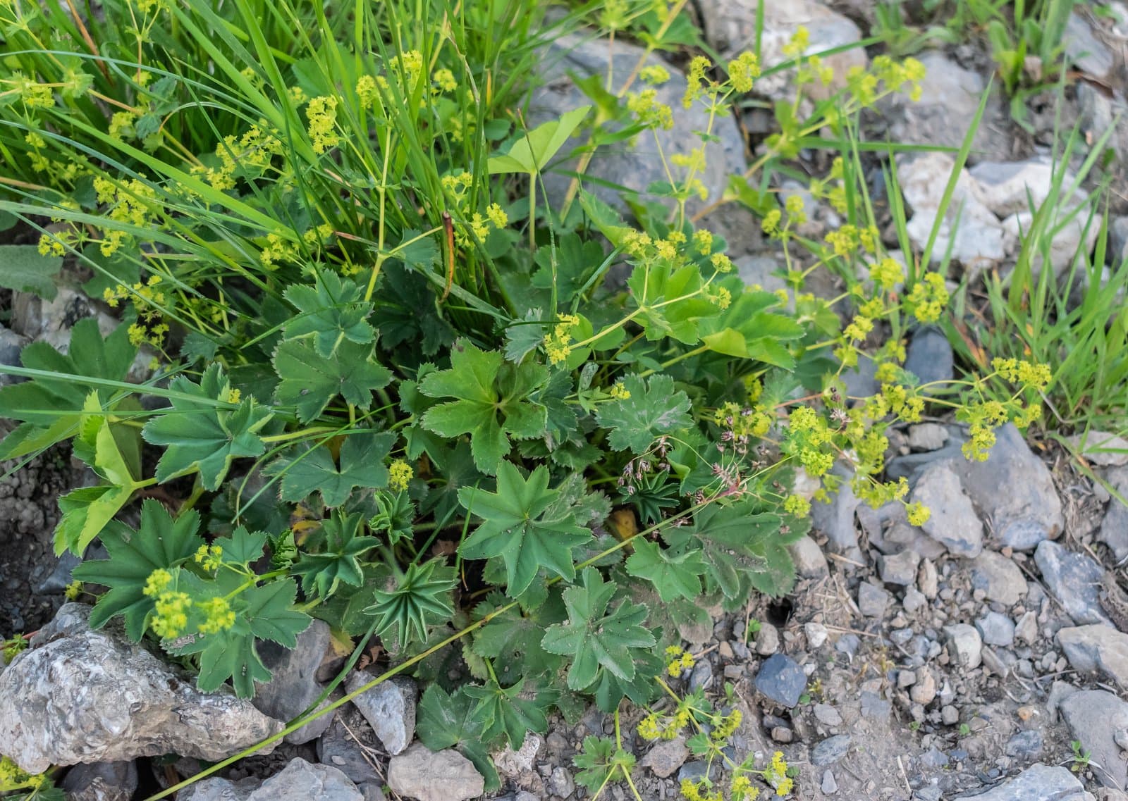 Alchemilla inconcinna Buser