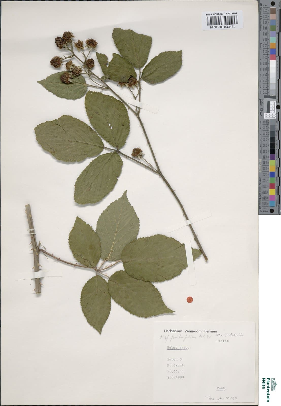 Rubus fimbrifolius P.J.Müll. & Wirtg. ex Focke