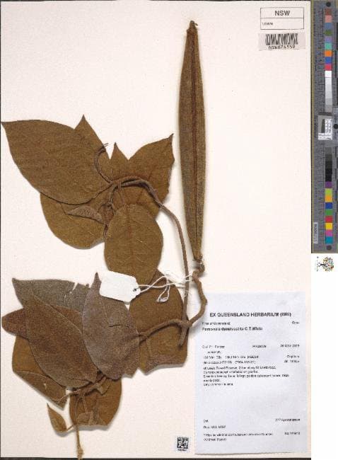 Parsonsia densivestita C.T.White