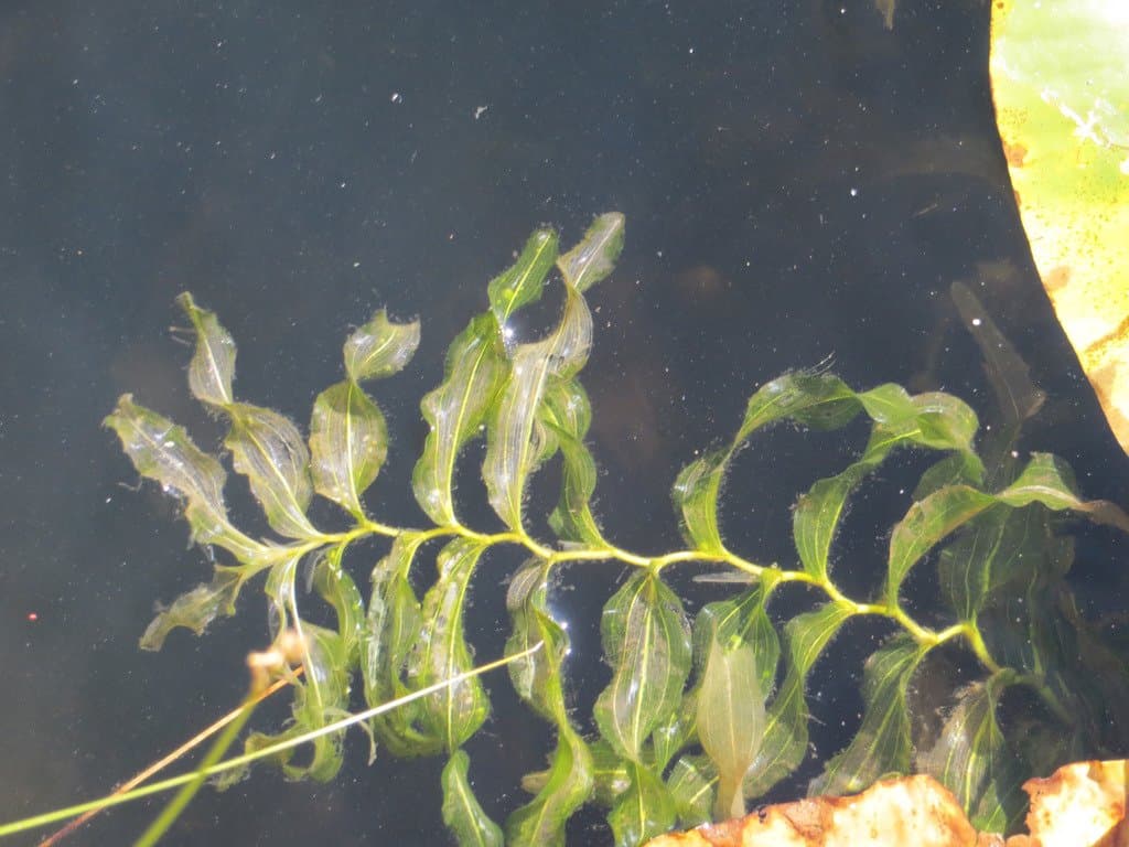 Potamogeton praelongus Wulfen