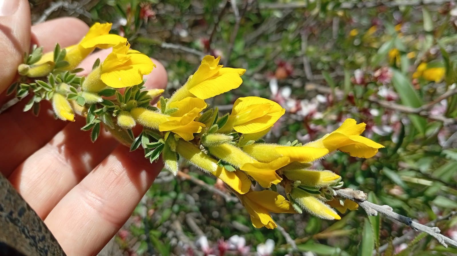 Chamaecytisus lindemannii (Krecz.) Klásk.
