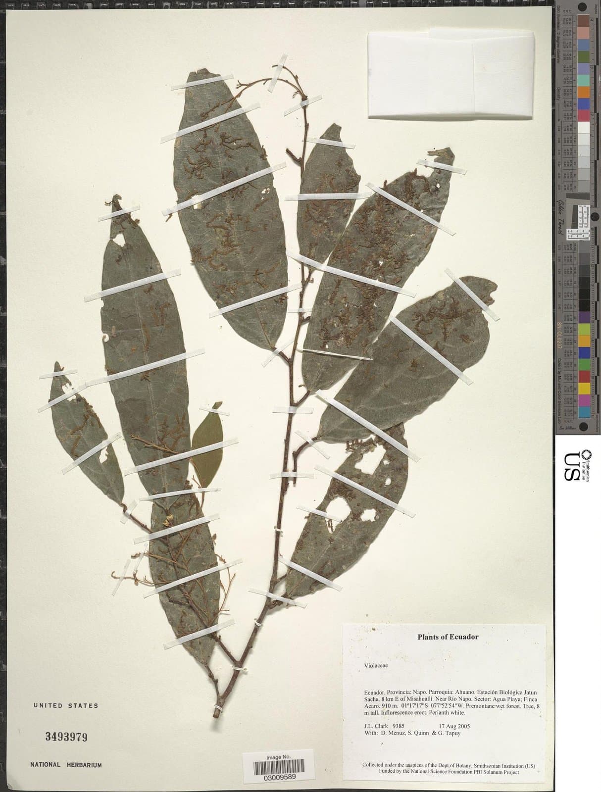Bribria apiculata (Hekking) Wahlert & H.E.Ballard