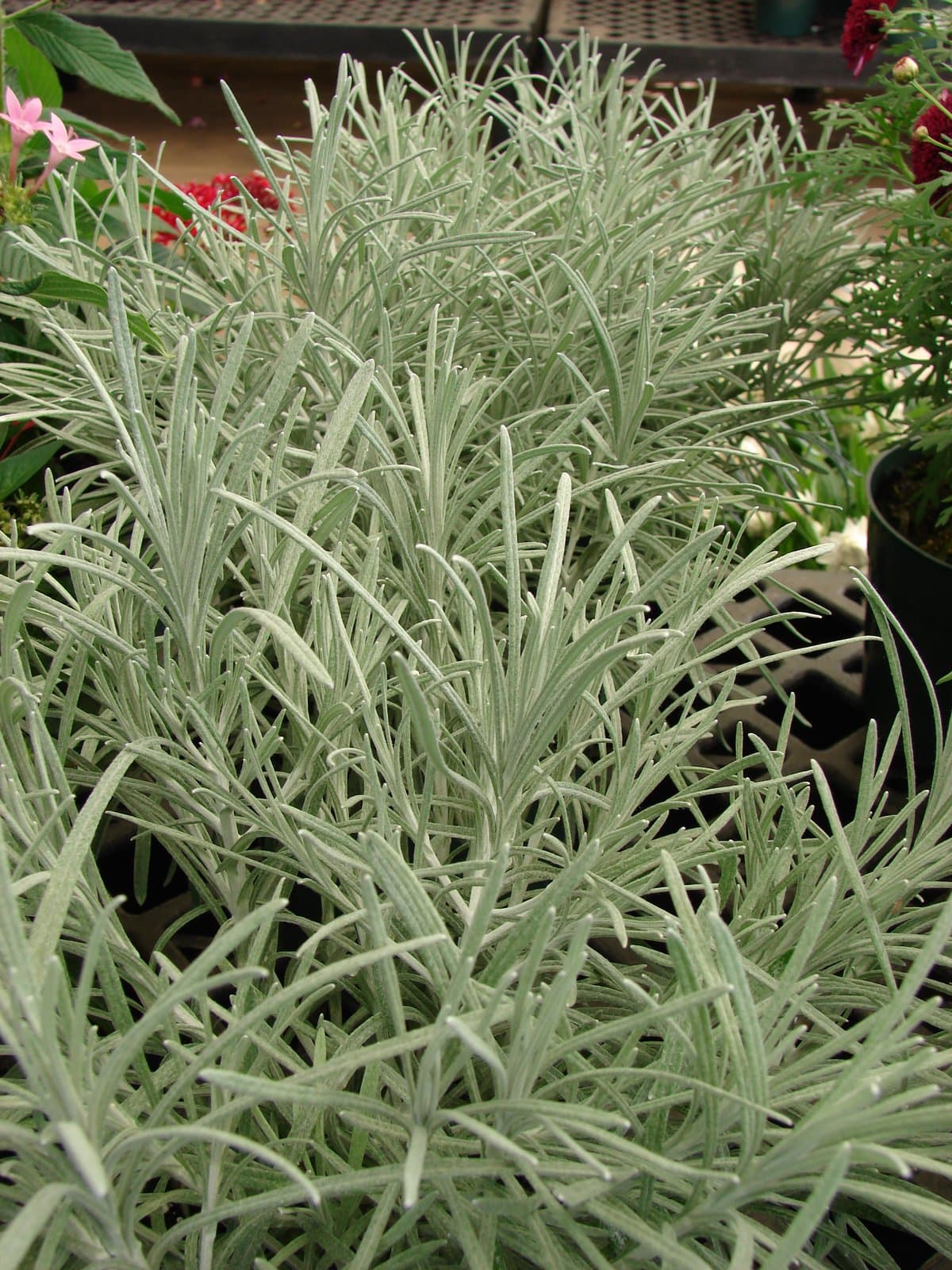 Helichrysum thianschanicum Regel