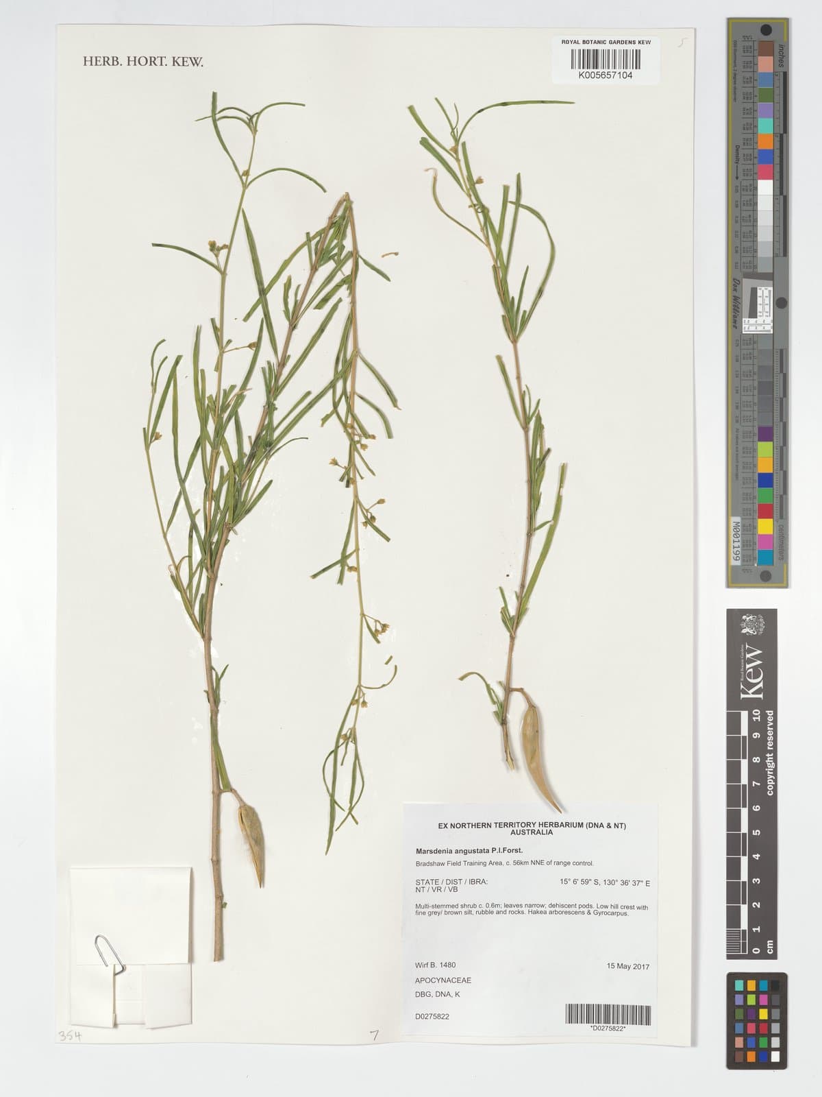 Gymnema erectum (F.Muell.) P.I.Forst.