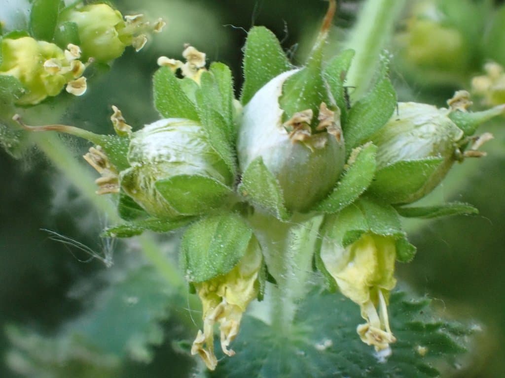 Scrophularia vernalis L.