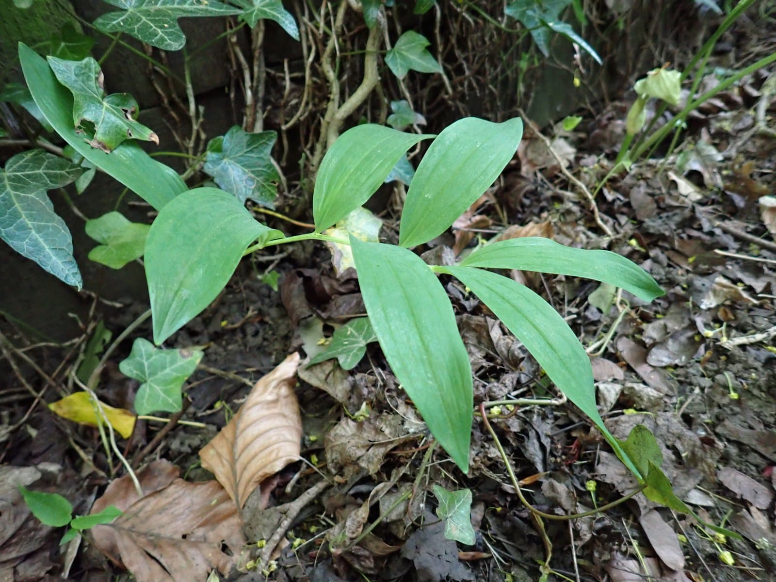 Polygonatum ×hybridum Brügger