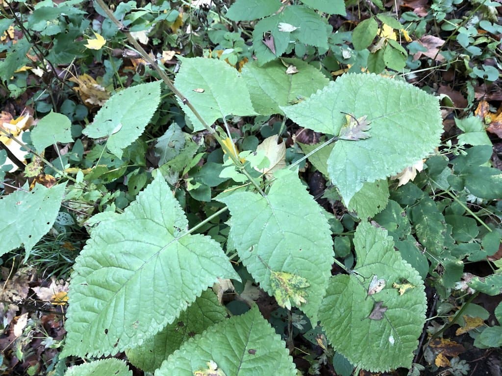 Salvia glutinosa L.