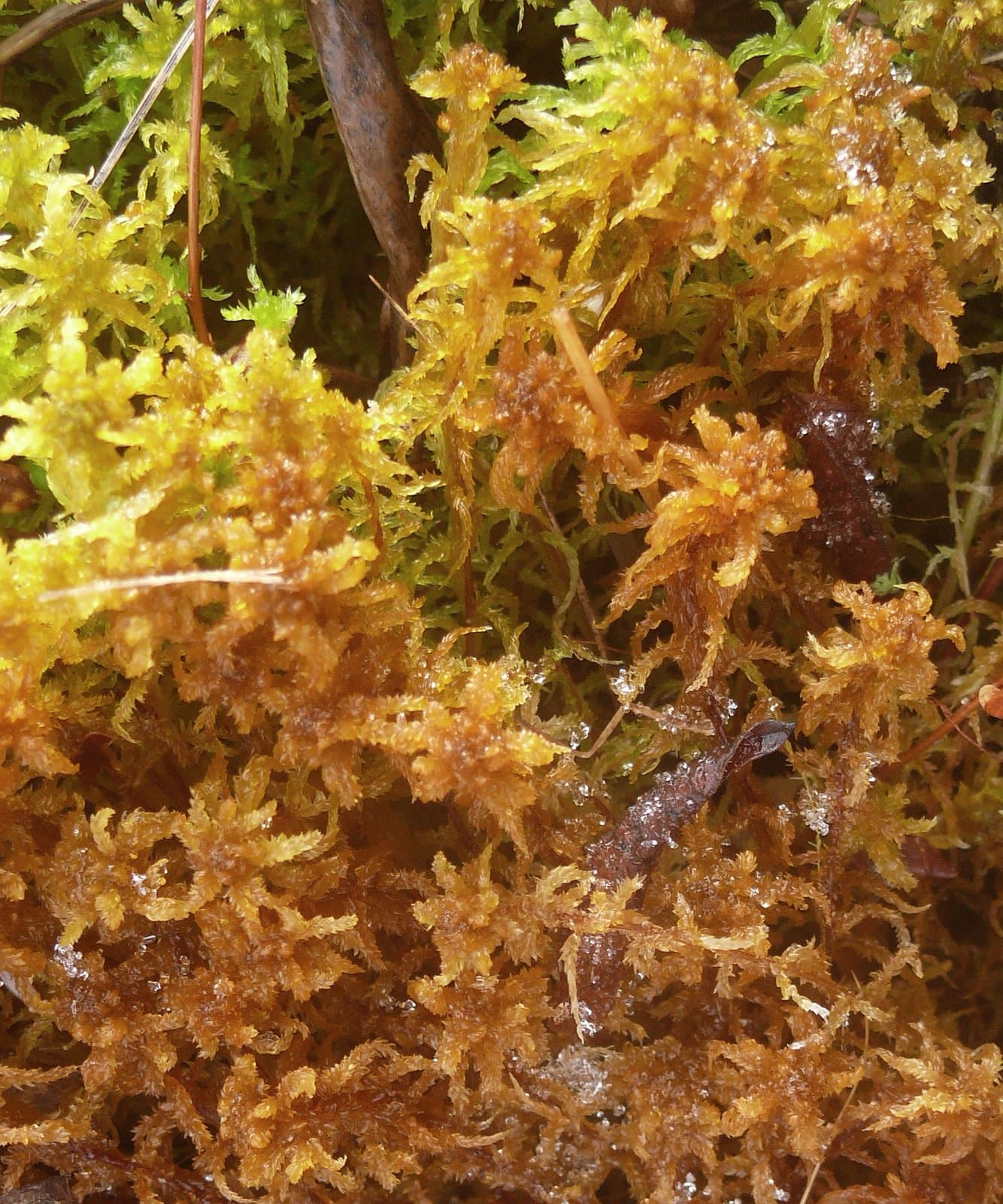 Sphagnum contortum Schultz