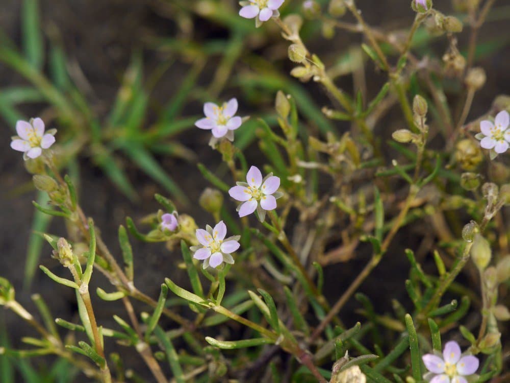 Spergularia media (L.) C.Presl