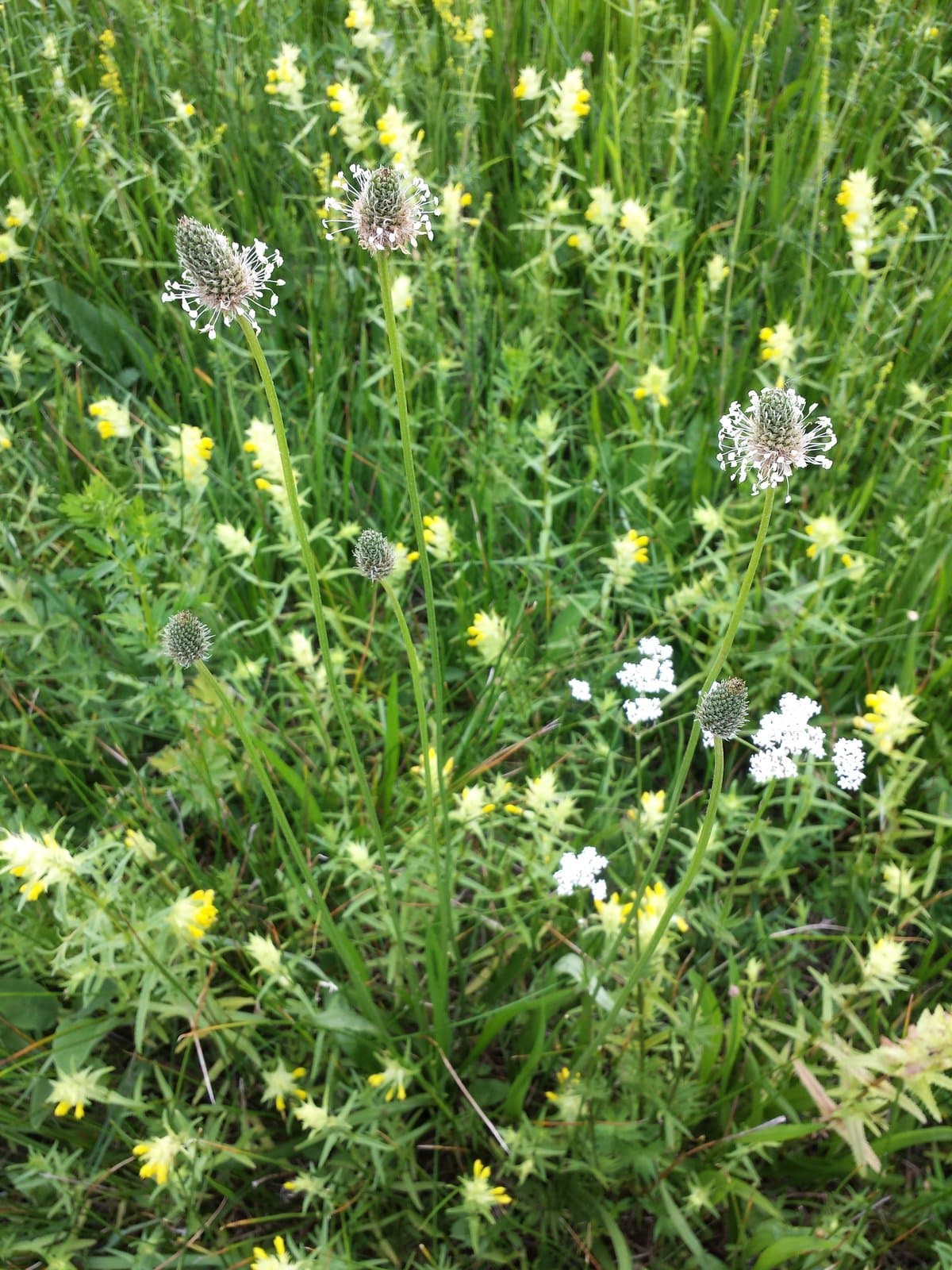Plantago altissima L.