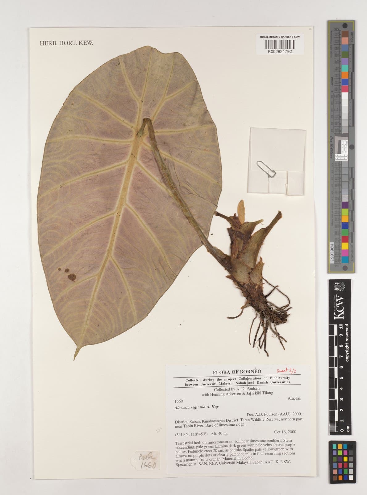 Alocasia reginae N.E.Br.