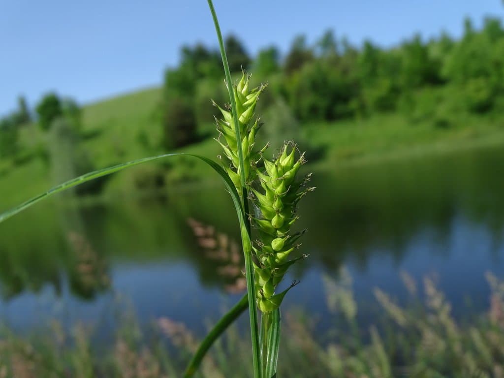 Carex atherodes Spreng.